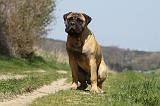 BULLMASTIFF 441